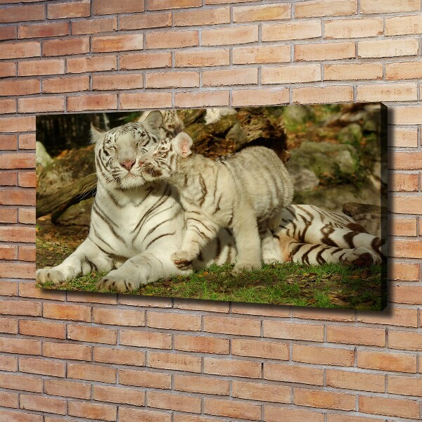 Tablou canvas Tigers