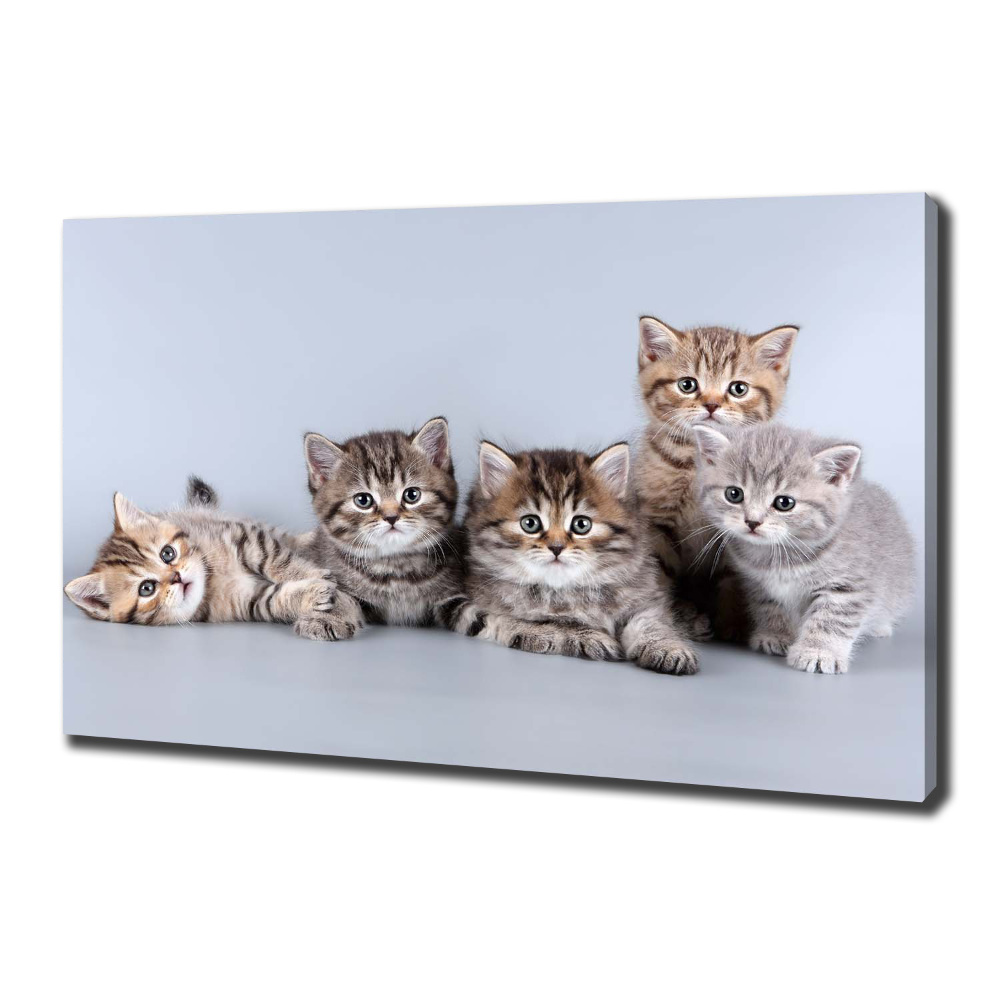 Tablou pe pânză canvas cinci pisici
