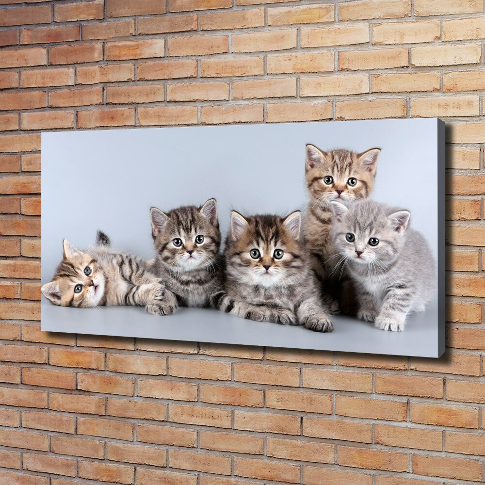 Tablou pe pânză canvas cinci pisici
