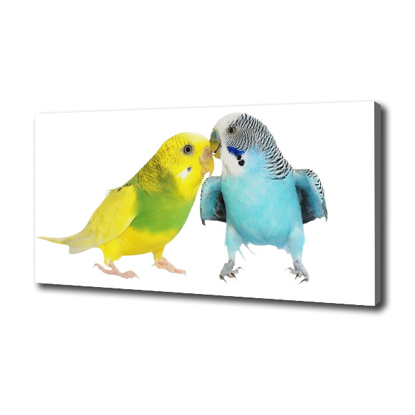 Print pe pânză budgies