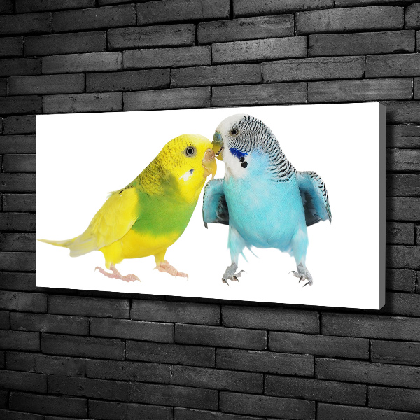 Print pe pânză budgies