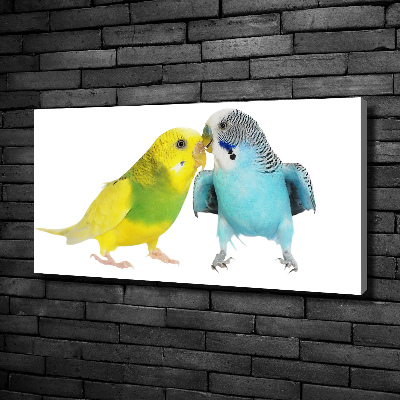 Print pe pânză budgies