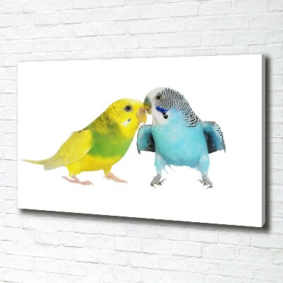 Print pe pânză budgies