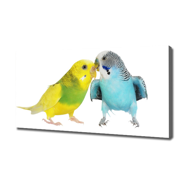 Print pe pânză budgies