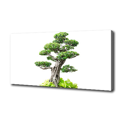 Tablou pe pânză canvas copac bonsai