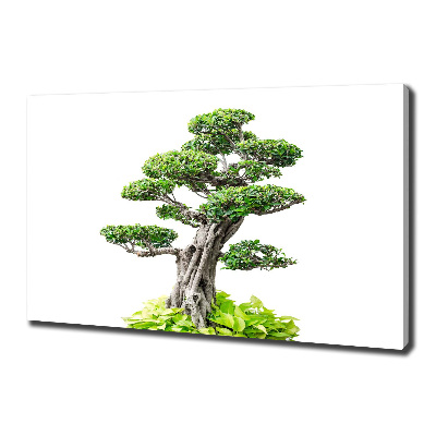 Tablou pe pânză canvas copac bonsai