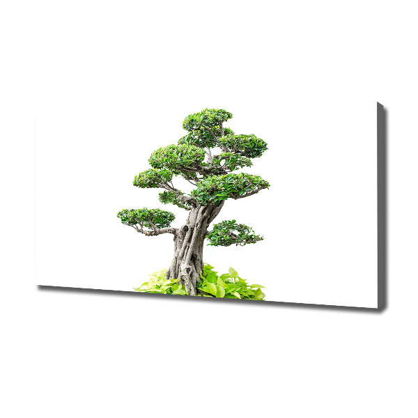 Tablou pe pânză canvas copac bonsai