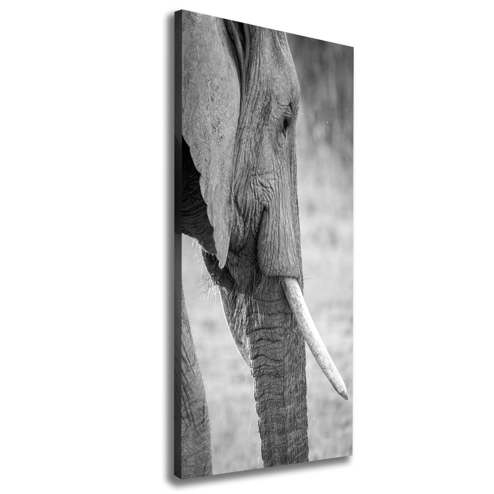 Imprimare tablou canvas elefant