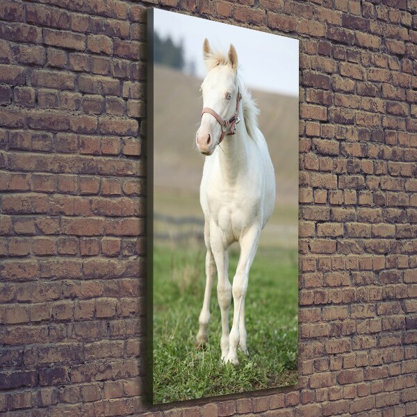 Tablou pe pânză canvas albinos cal