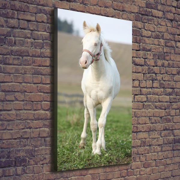 Tablou pe pânză canvas albinos cal