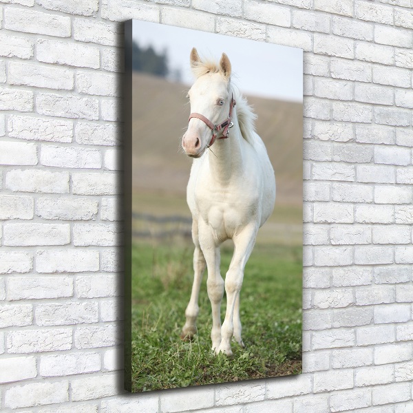 Tablou pe pânză canvas albinos cal