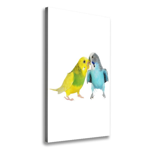 Tablou pe pânză canvas budgies