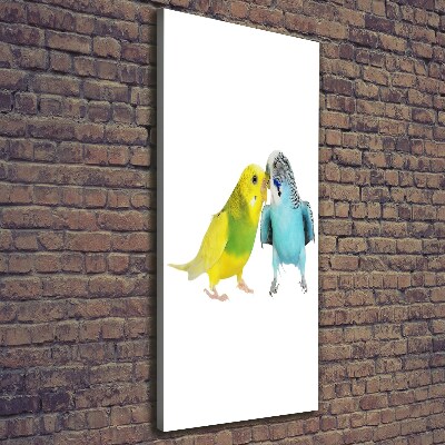 Tablou pe pânză canvas budgies