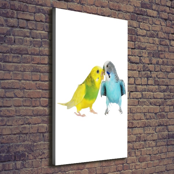 Tablou pe pânză canvas budgies