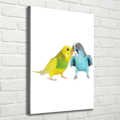 Tablou pe pânză canvas budgies