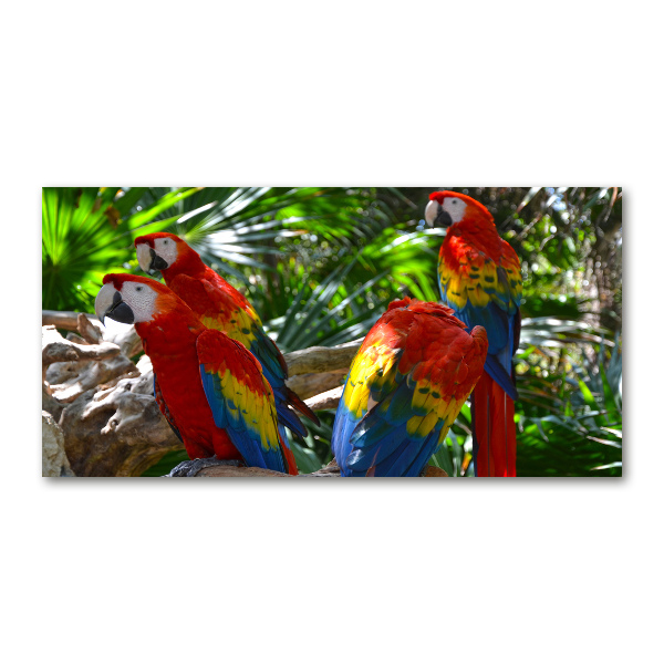 Tablou Printat Pe Sticlă papagali Macaws