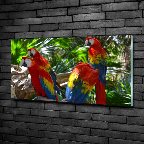Tablou Printat Pe Sticlă papagali Macaws