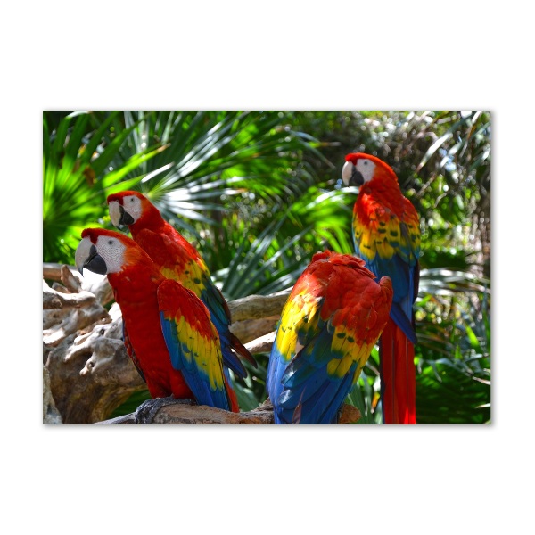 Tablou Printat Pe Sticlă papagali Macaws