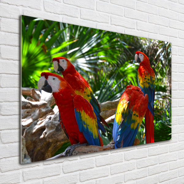 Tablou Printat Pe Sticlă papagali Macaws