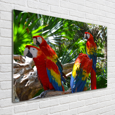 Tablou Printat Pe Sticlă papagali Macaws
