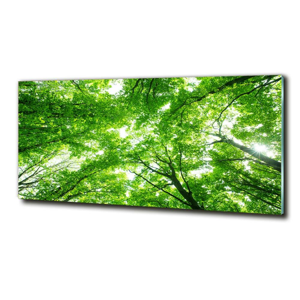 Tablou sticlă Pădure verde