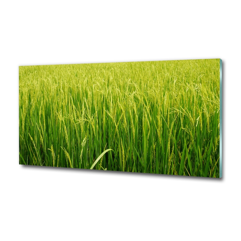 Tablou Printat Pe Sticlă Câmp de orez