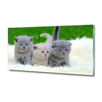 Tablou sticlă Trei pisici pe o pătură