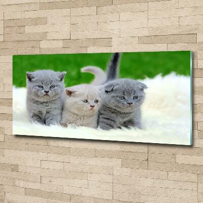 Tablou sticlă Trei pisici pe o pătură