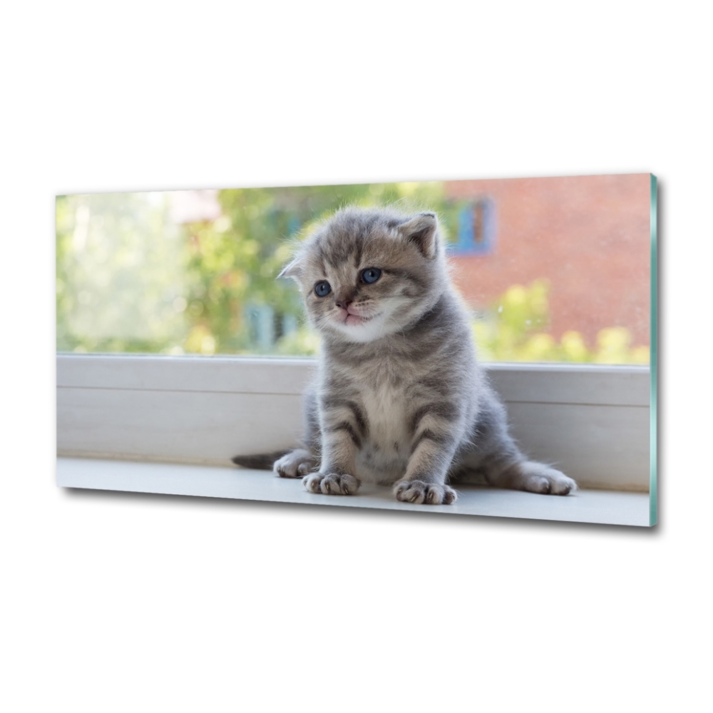 Fotografie imprimată pe sticlă pisica mica la fereastra