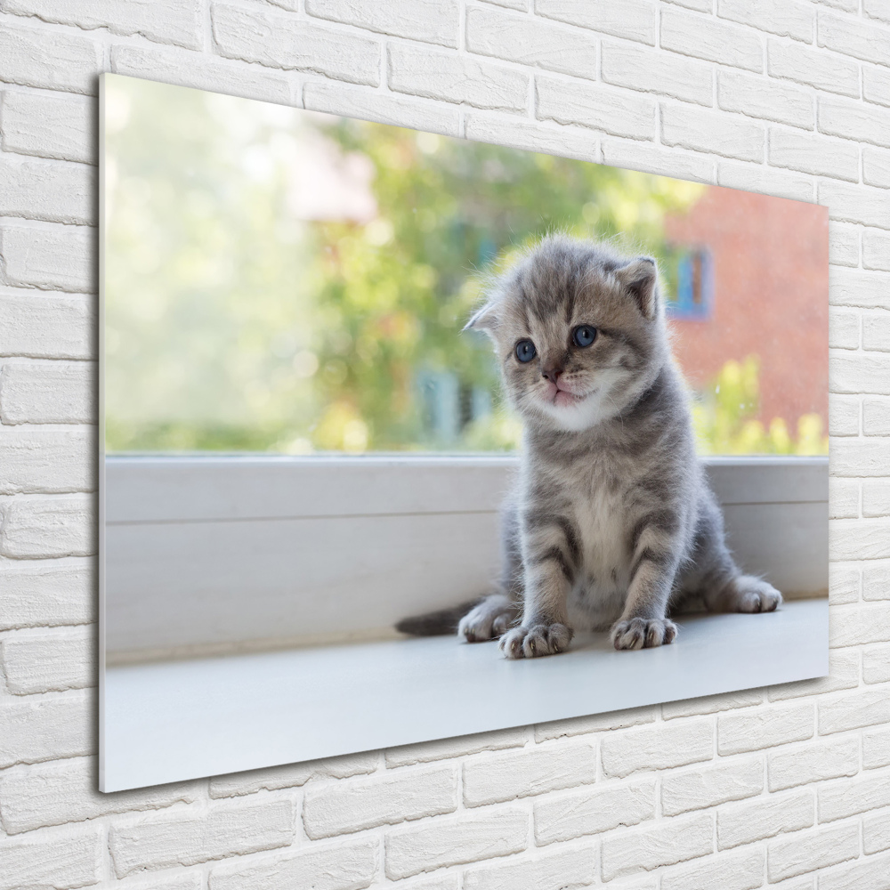 Fotografie imprimată pe sticlă pisica mica la fereastra