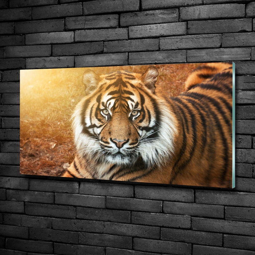 Imagine de sticlă tigru bengalez
