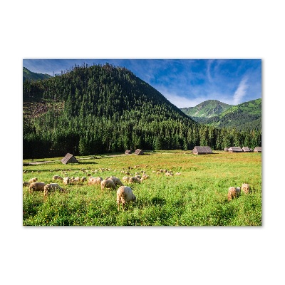 Fotografie imprimată pe sticlă Oi în munții Tatra