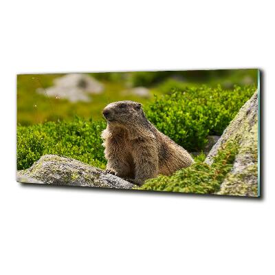 Imagine de sticlă marmota
