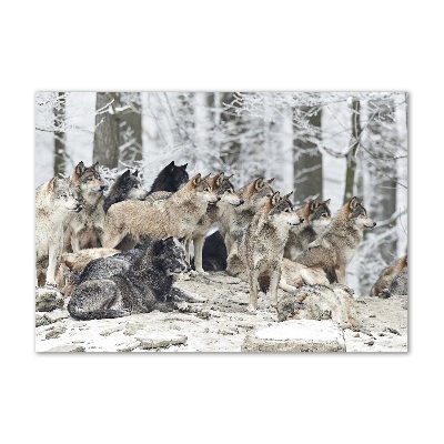 Fotografie imprimată pe sticlă lupi în timpul iernii