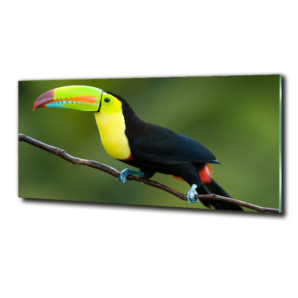 Tablou sticlă Toucan