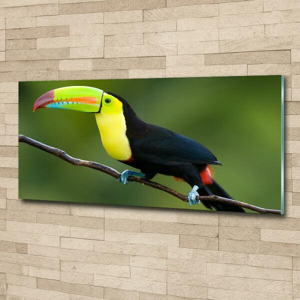 Tablou sticlă Toucan