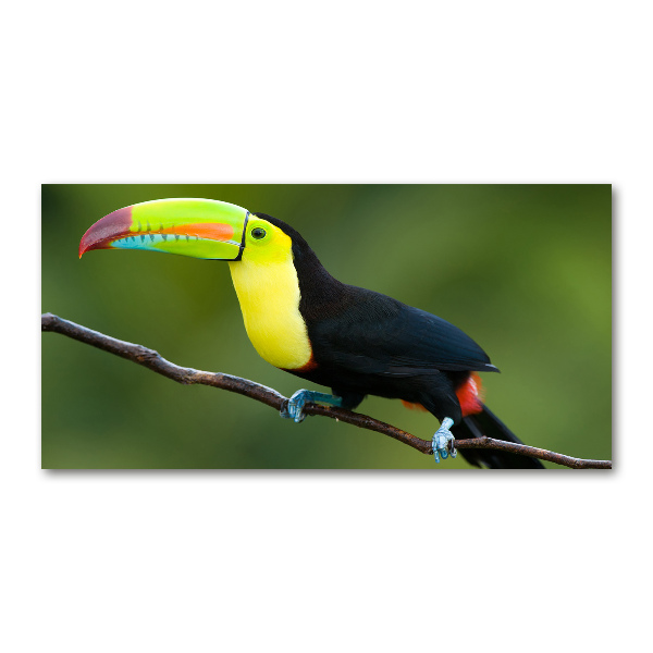 Tablou sticlă Toucan