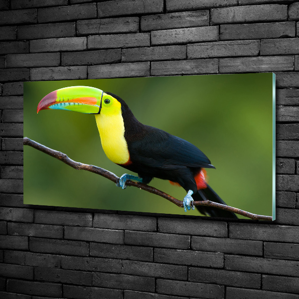 Tablou sticlă Toucan