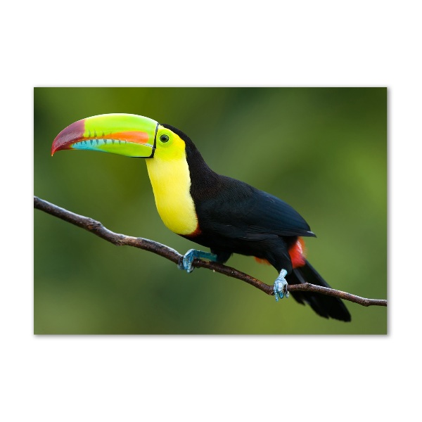 Tablou sticlă Toucan