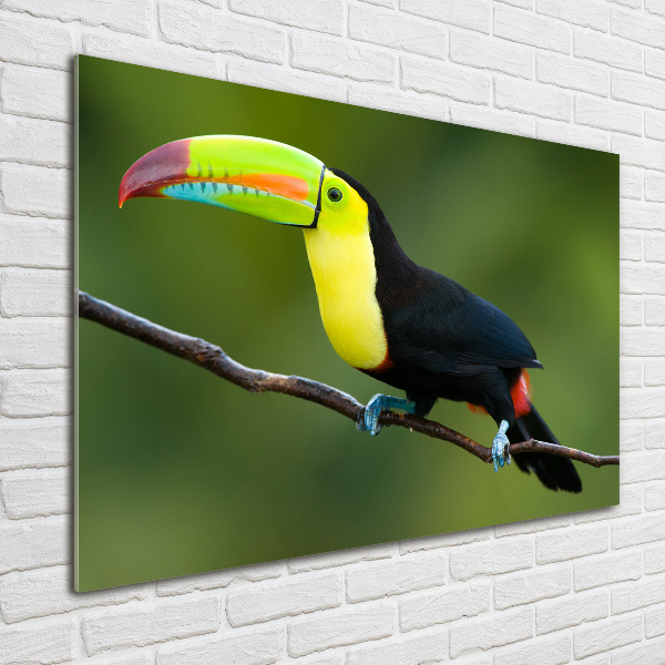 Tablou sticlă Toucan