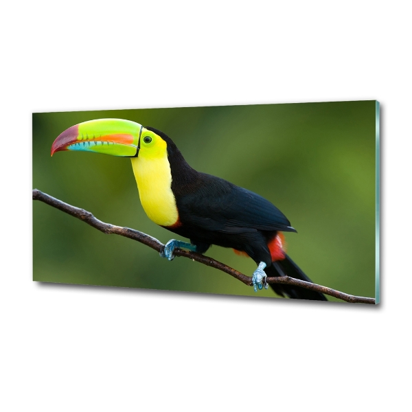 Tablou sticlă Toucan