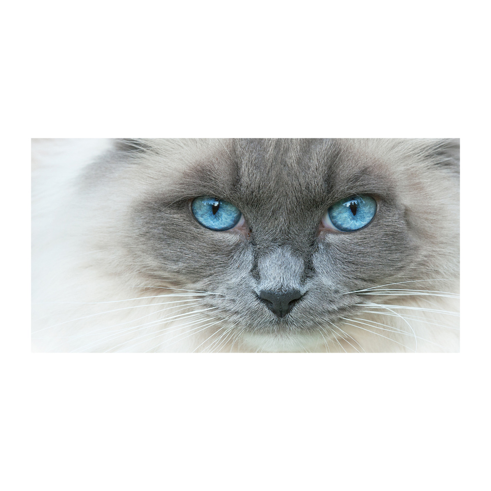 Tablou sticlă Cat ochi albaștri