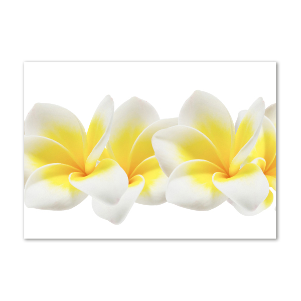 Tablou din Sticlă plumeria