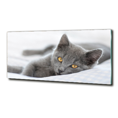 Fotografie imprimată pe sticlă pisică gri
