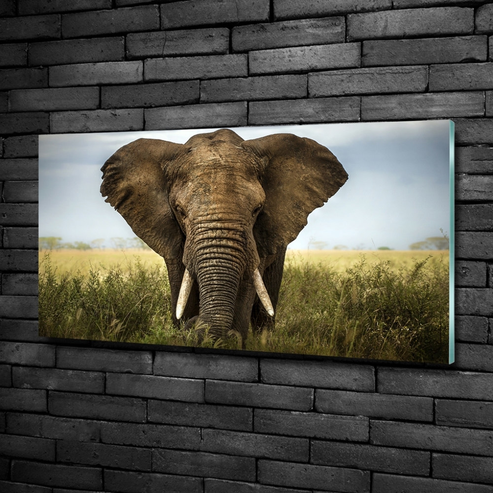 Tablou Printat Pe Sticlă Elephant pe savana