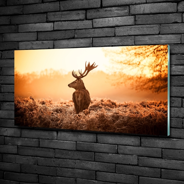 Fotografie imprimată pe sticlă Sunrise Deer