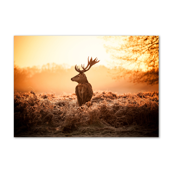 Fotografie imprimată pe sticlă Sunrise Deer