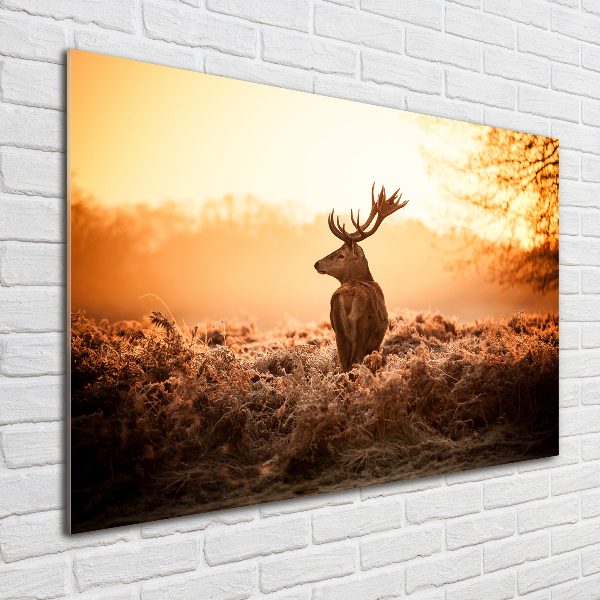 Fotografie imprimată pe sticlă Sunrise Deer