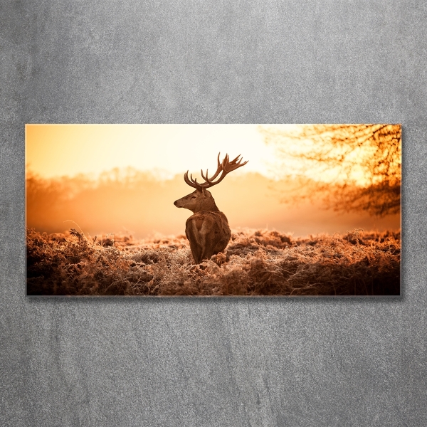 Fotografie imprimată pe sticlă Sunrise Deer