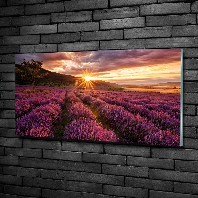 Fotografie imprimată pe sticlă câmp de lavandă
